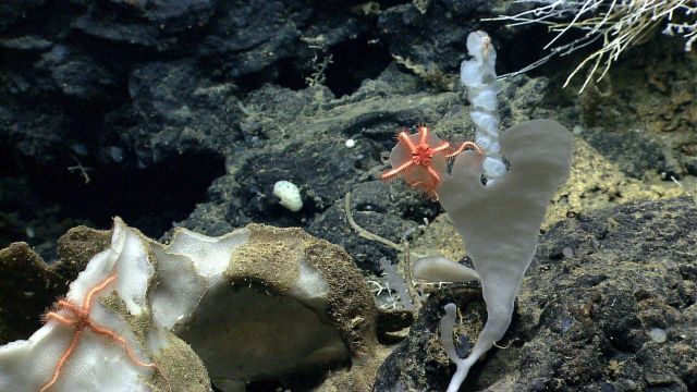 Deep sea sponge. Picture