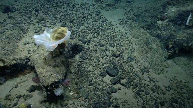 Deep sea sponge. Picture