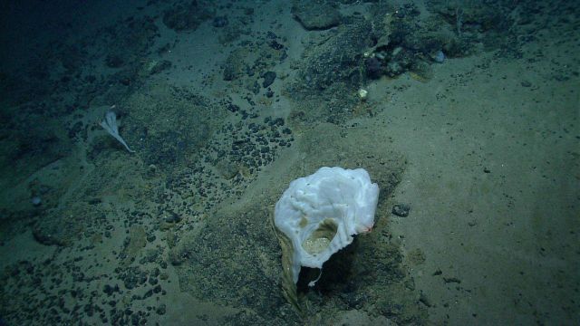 Deep sea sponge. Picture