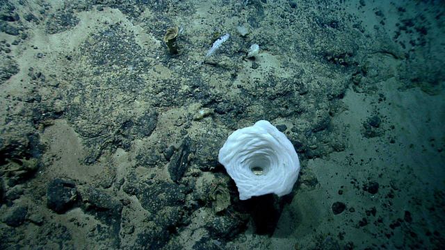 Deep sea sponge. Picture
