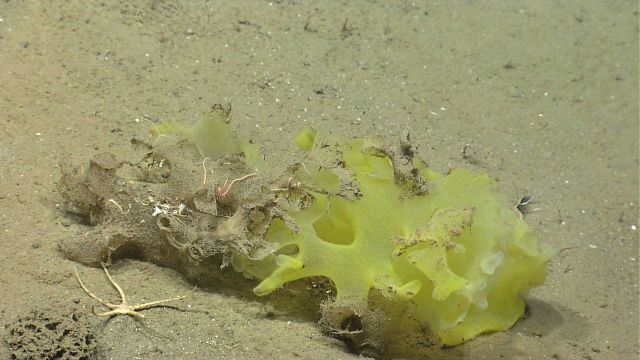 Deep sea sponge. Picture