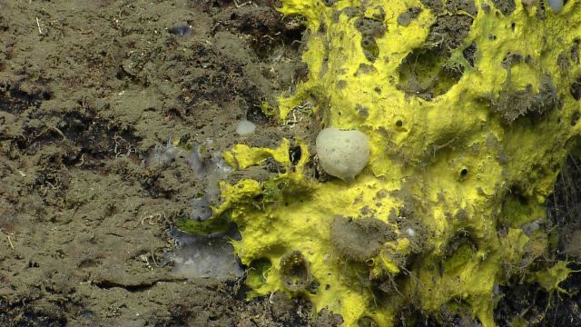 Deep sea sponge. Picture