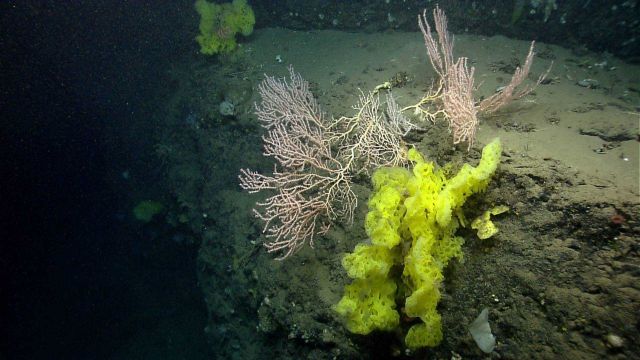 Deep sea sponge. Picture