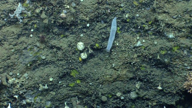 Deep sea sponge. Picture