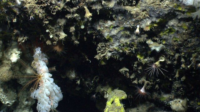Deep sea sponge. Picture