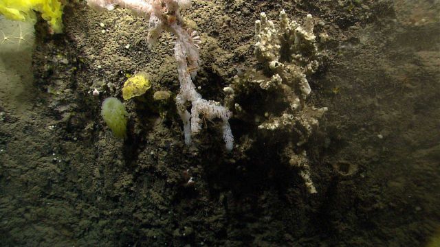 Deep sea sponge. Picture