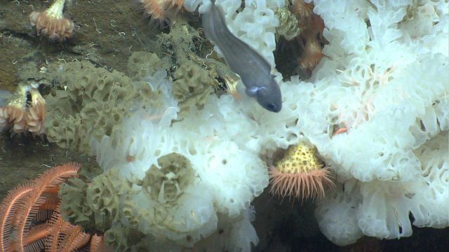 Deep sea sponge. Picture