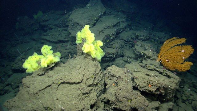 Deep sea sponge. Picture