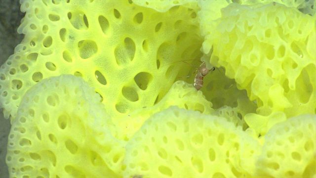 Deep sea sponge. Picture