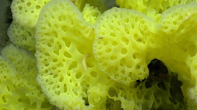Deep sea sponge. Picture