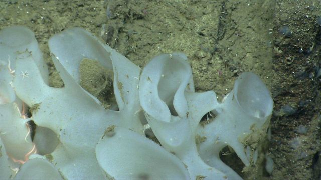 Deep sea sponge. Picture