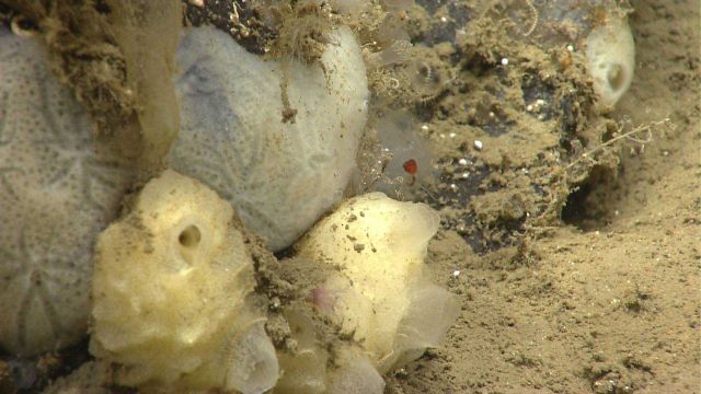 Deep sea sponge. Picture