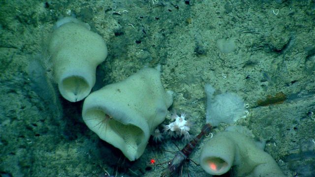 Deep sea sponge. Picture