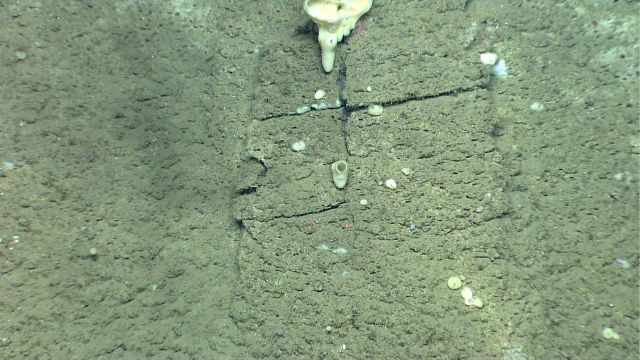 Deep sea sponge. Picture