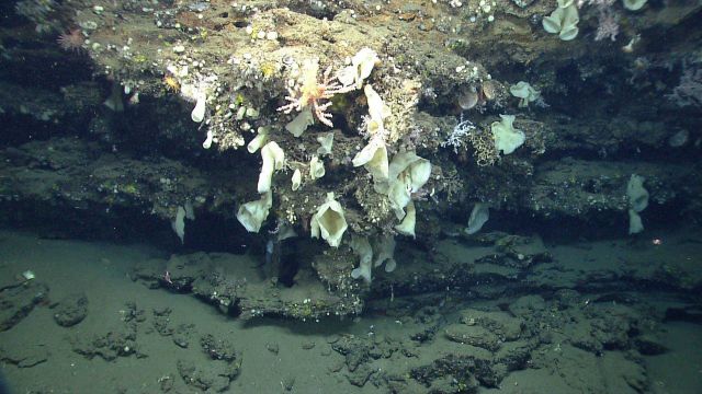 Deep sea sponge. Picture