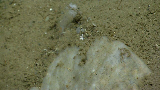 Deep sea sponge. Picture