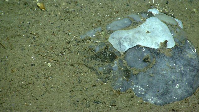Deep sea sponge. Picture