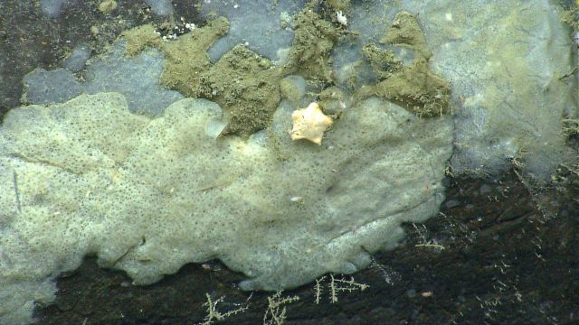 Deep sea sponge. Picture