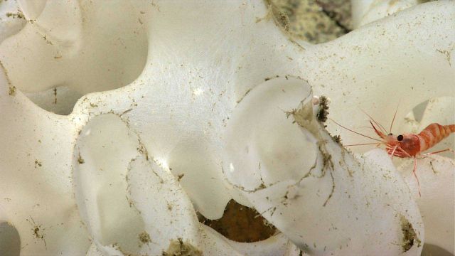 Deep sea sponge. Picture