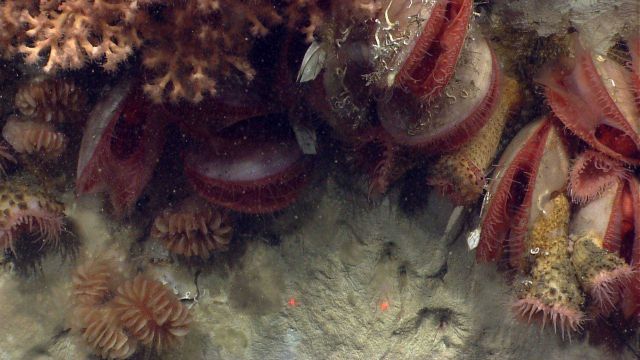 Acesta clams Picture