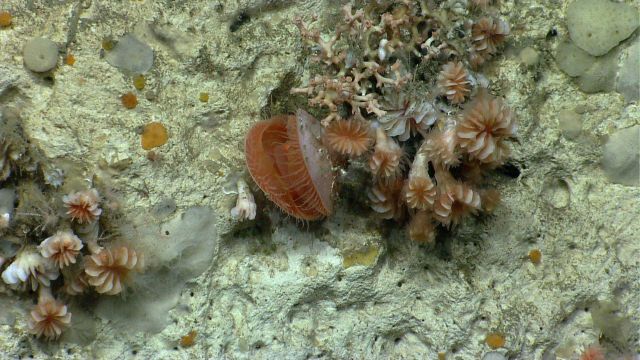 Acesta clams Picture