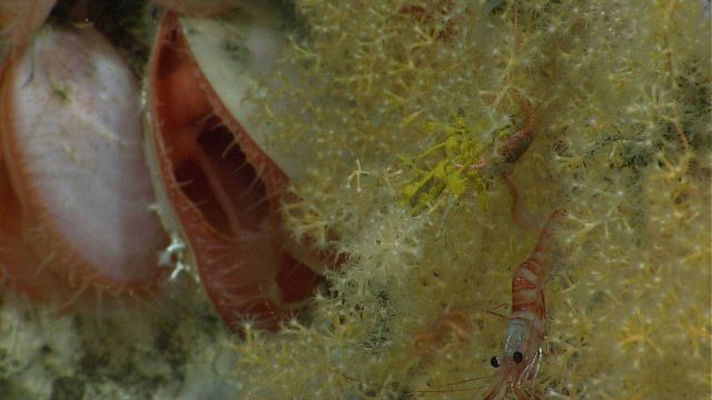 Acesta clams Picture