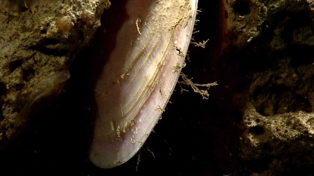 Acesta clams Picture