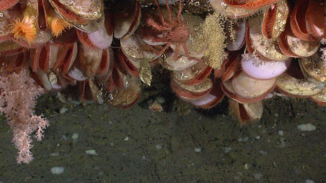 Acesta clams Picture
