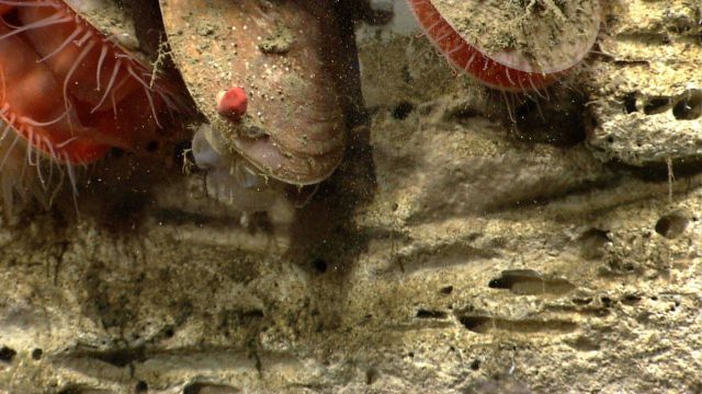 Acesta clams Picture