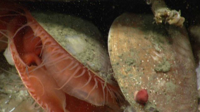 Acesta clams Picture
