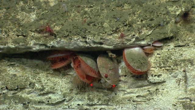 Acesta clams Picture