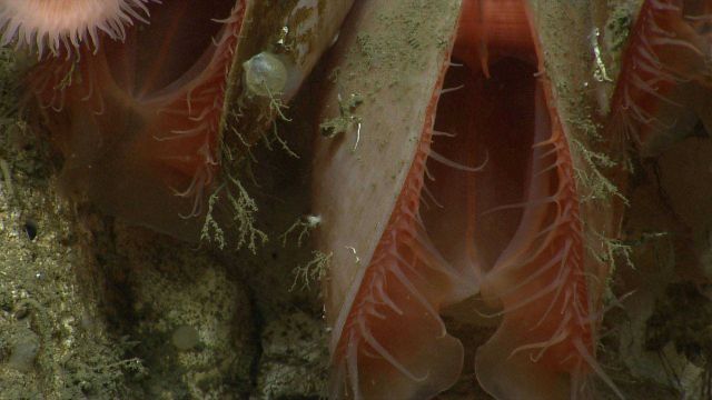 Acesta clams Picture