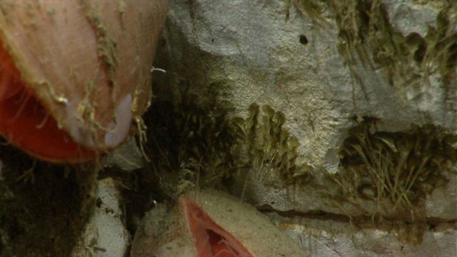 Acesta clams Picture