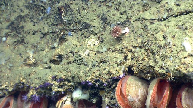 Acesta clams Picture