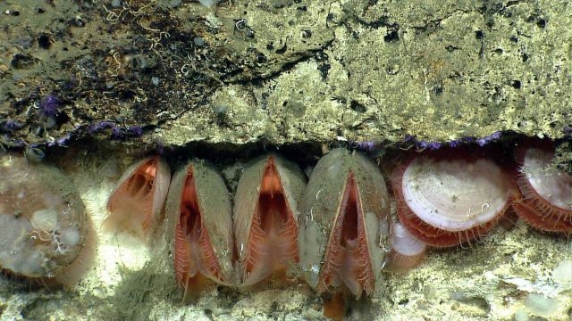 Acesta clams Picture