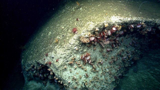 Acesta clams Picture