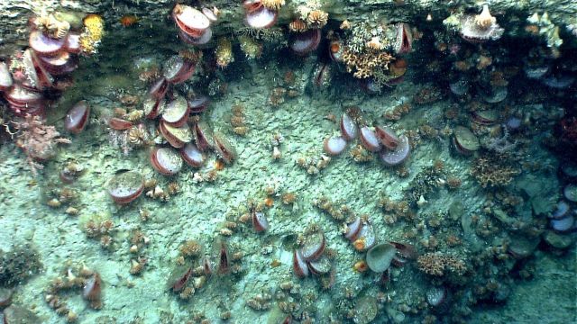Acesta clams Picture