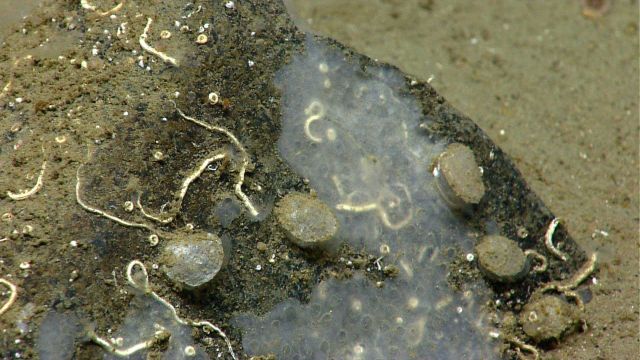 Small bivalves, an encrusting sponge, and serpulid tube worms. Picture