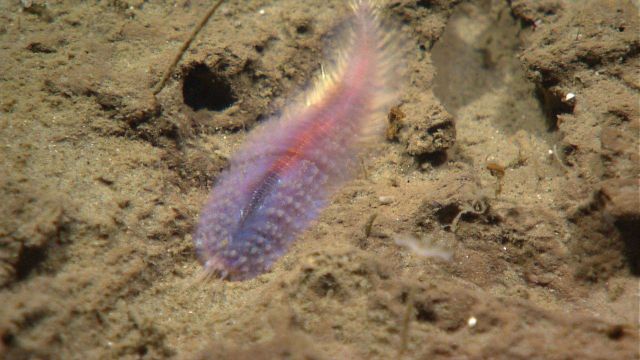 Purple bristle worm Picture