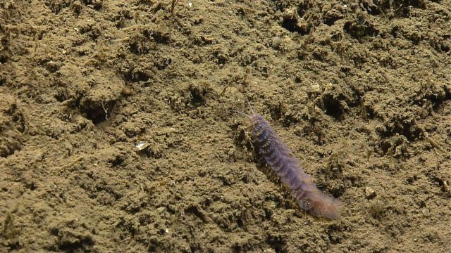 Purple scale worm Picture