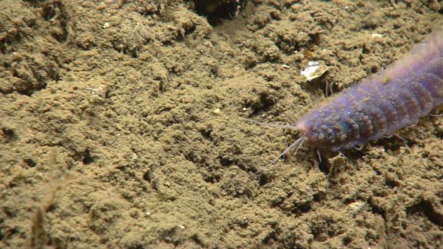 Purple scale worm Picture