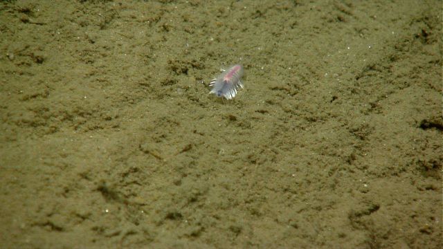 Bristle worm with a doggie face. Picture