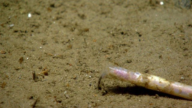 Quill worm Picture