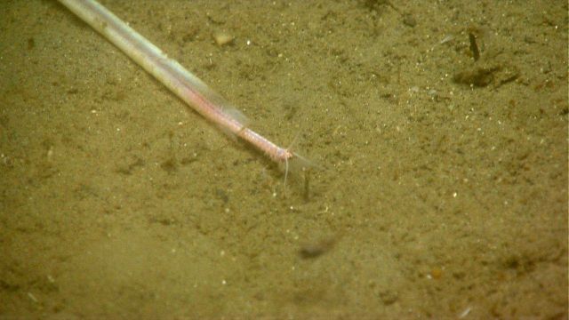 Quill worm Picture