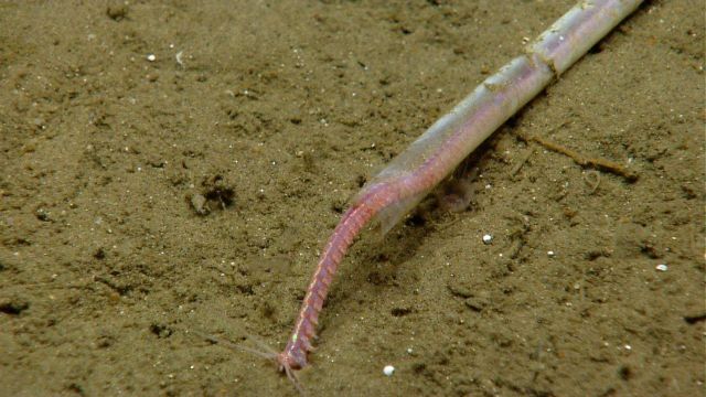 Quill worm Picture