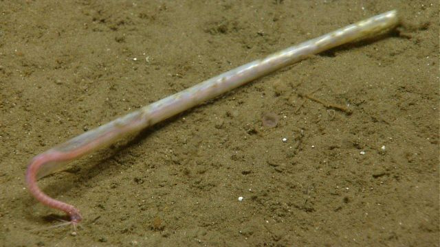 Quill worm Picture