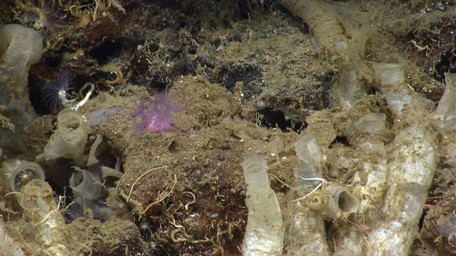 Large worm tubes in the Order Sabellida, small Sabellida worm tubes with feeding tentacles extended, and a small purple octocoral. Picture