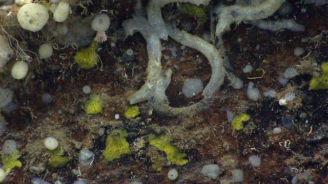 Numerous yellow to gray and white sponges and large, possibly unoccupied worm tubes of the order Sabellida. Picture