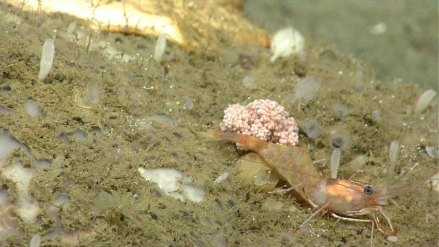 A large shrimp and perhaps an egg mass Picture