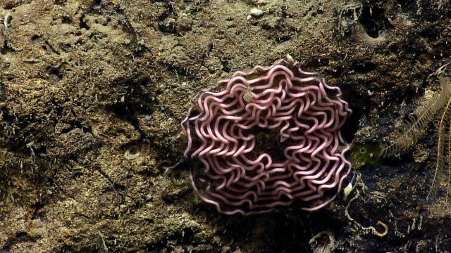 A pink mass of ropelike appearing material on a canyon wa Picture